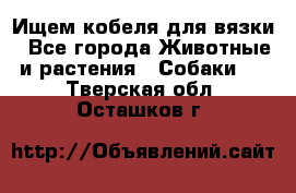 Ищем кобеля для вязки - Все города Животные и растения » Собаки   . Тверская обл.,Осташков г.